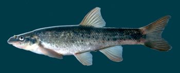 Media type: image; Ichthyology 99398